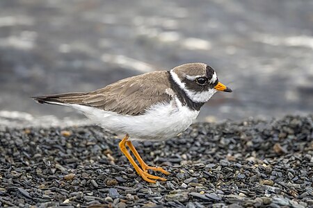 Common ringed plover, by Charlesjsharp