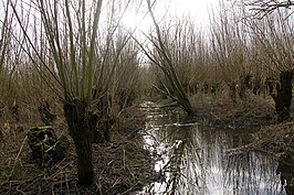 griend in de Dordtse Biesbosch in februari