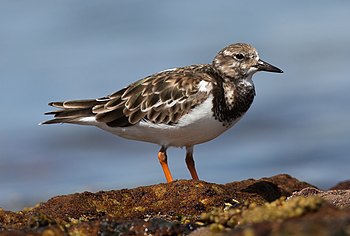 Ruddy turnstone