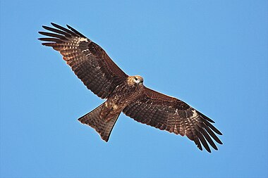 Black Kite