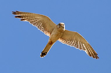 Nankeen Kestrel