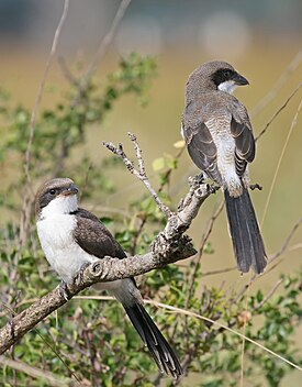 Long-tailed Fiscal