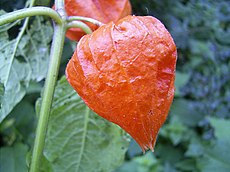 De echte lampionplant (Physalis alkekengi) heeft een uitgegroeide, felgekleurde kelk