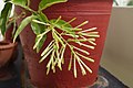 Cestrum nocturnum buds