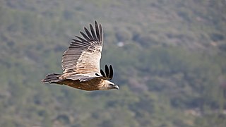 Vautour fauve au mont Carmel (Israël).