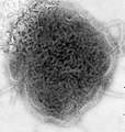 Bof(virus) (Paramyxoviridae)