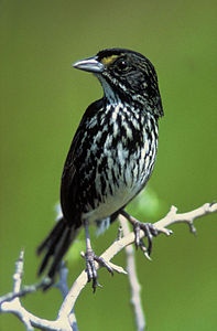 Dusky seaside sparrow, by P. W. Sykes