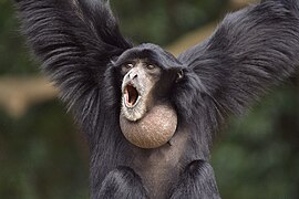 Siamang.