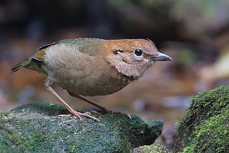 Rusty-naped pitta, female, by JJ Harrison