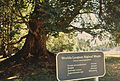 "WORLD'S LARGEST BIGLEAF MAPLE" IN ENGLISH CAMP on San Juan Island, Washington