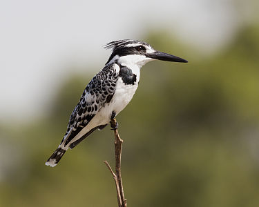 Pied kingfisher, female, by Artemy Voikhansky