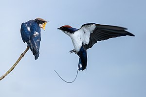 Wire-tailed swallow