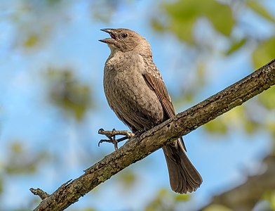 Brown-headed cowbird, by Rhododendrites