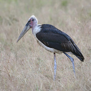 Marabou stork, by Muhammad Mahdi Karim