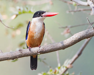 Black-capped kingfisher