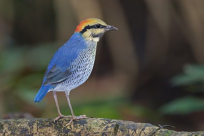 Blue pitta