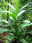 Cordyline cannifolia