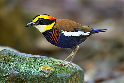 Malayan banded pitta