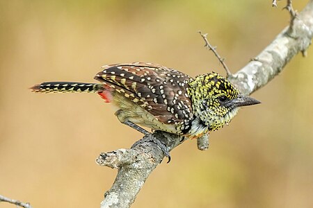 Usambiro barbet, by Giles Laurent