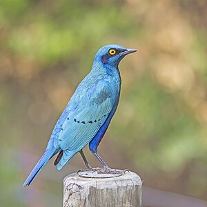 Greater blue-eared starling, by Charlesjsharp