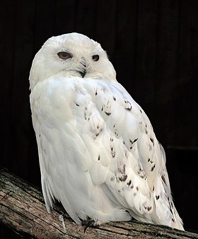 Snowy owl