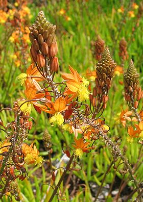 Bulbine caulescens