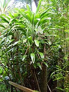 Cordyline petiolaris