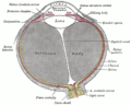 Section horizontale du globe oculaire.