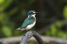 Martin-pêcheur aigue-marine.