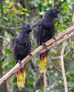 Black lory, by Crisco 1492