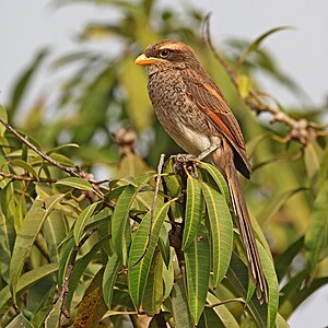 Yellow-billed shrike, by Charlesjsharp