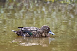 Brown teal (Anas chlorotis) Tiritiri Matangi.jpg