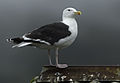 Svartbak Larus marinus