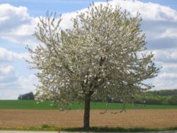 Hoogstamboom van een kers. De dikke takken zijn de gesteltakken. Er is geen harttak.