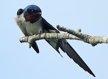 Roodkeelzwaluw (Hirundo lucida)