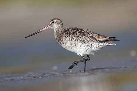 Bar-tailed godwit, by JJ Harrison