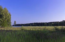 Prairie dans la forêt de Smolensk.