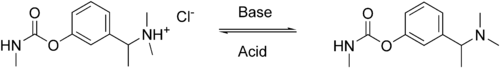 Miotine equilibrium