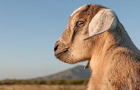 L'œil doré d'une chevrette.