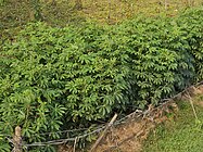 Cassava plant