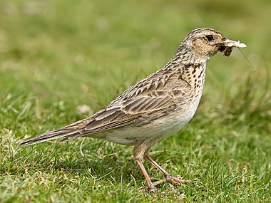 Skylark