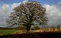 Darach-gasagach (Quercus robur)