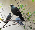 Japanese wood pigeon