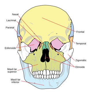 Parts de la calavera humana, vista frontal