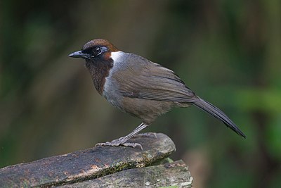 White-necked laughingthrush