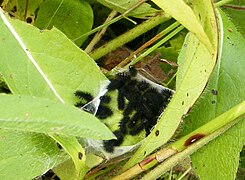 Chenilles du Damier de la succise sur leur plante hôte.