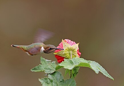 Volcano hummingbird piercing the flower, by Charlesjsharp