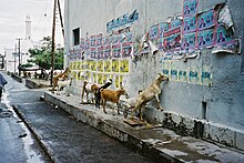 Des chèvres léchant la colle d'affiche publicitaires sur un mur