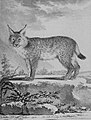 Lynx par Jacques de Sève, dans Histoire naturelle, générale et particulière.