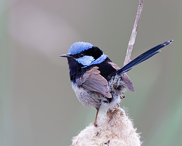 Malurus cyaneus cyaneus in breeding plumage, male, by JJ Harrison